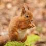Red squirrels like these are being threatened by gray squirrels. The pine marten is stepping in to help.
